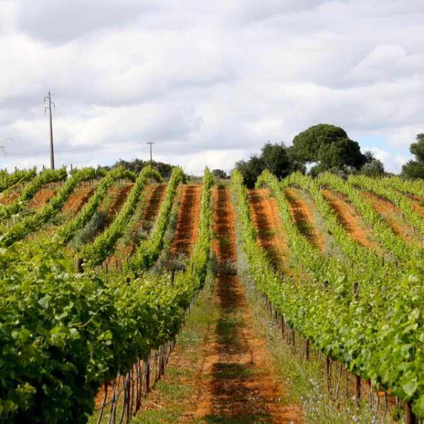 Casas na vinha | Vineyard houses